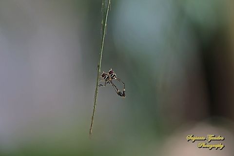 Hoverfly wasp mimicry, Allobaccha sp - "mating"  Geotagged,Indonesia,Spring