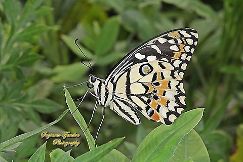 Common Lime butterfly (Papilio demoleus)  Geotagged,Indonesia,Lime Swallowtail,Papilio demoleus,Spring