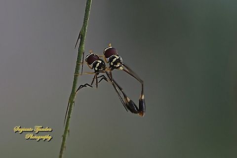 Hoverfly wasp mimicry, Allobaccha sp - "mating"  Geotagged,Indonesia,Spring