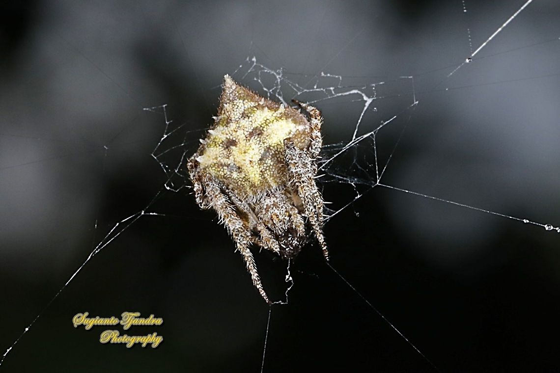 Orb-weaver Spider, Eriovixia laglaizei  Eriovixia laglaizei,Geotagged,Indonesia,Spring