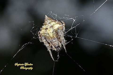 Orb-weaver Spider, Eriovixia laglaizei  Eriovixia laglaizei,Geotagged,Indonesia,Spring