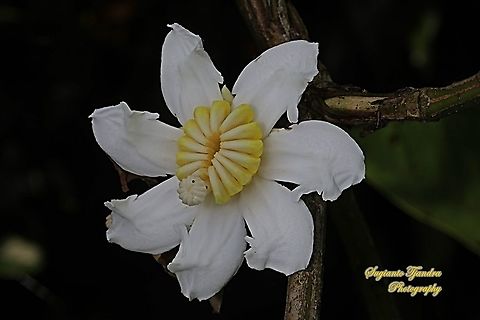 Harendong monyet / jambu tangkalak flower, Bellucia axinanthera  Bellucia axinanthera,Fall,Geotagged,Indonesia,Spring