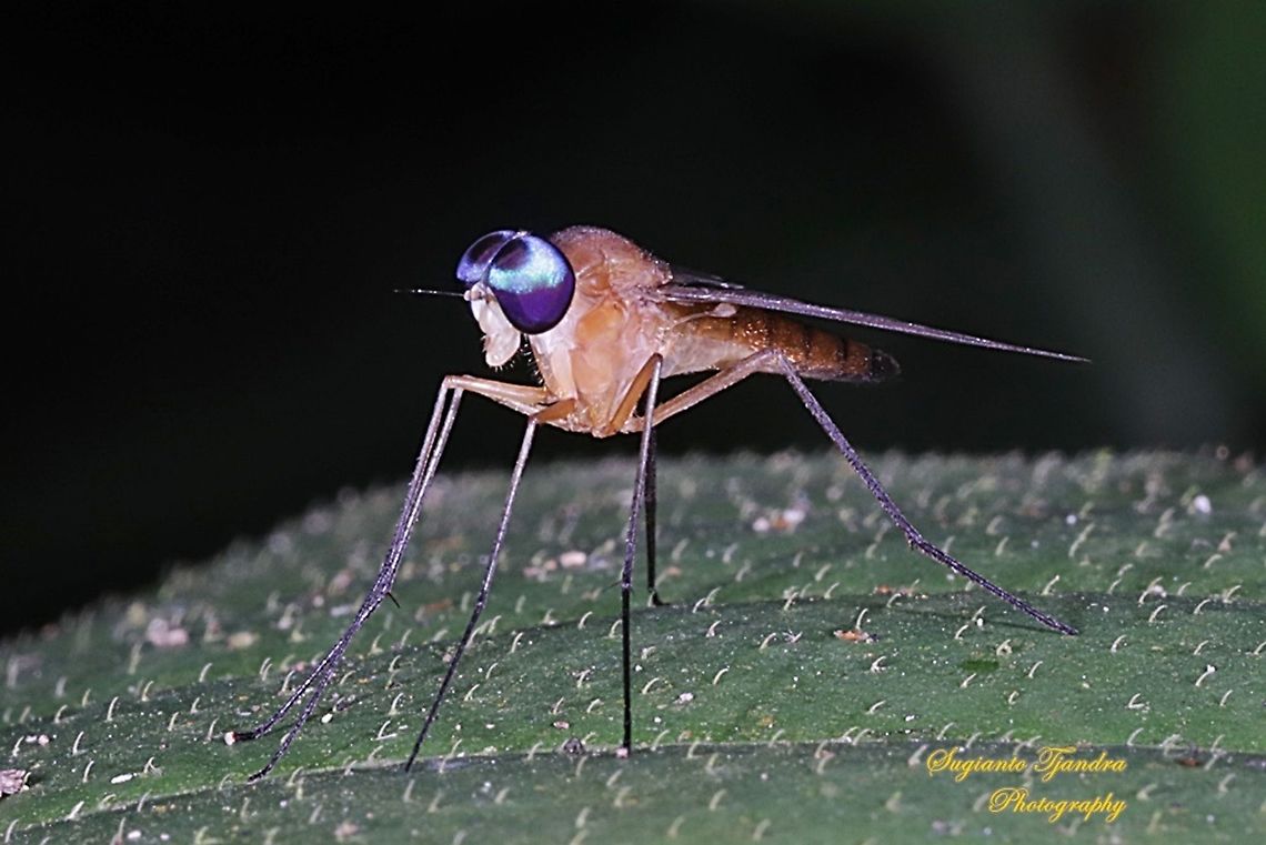 Snipe fly, Chrysopilus, Rhagionidae  Geotagged,Indonesia,Spring