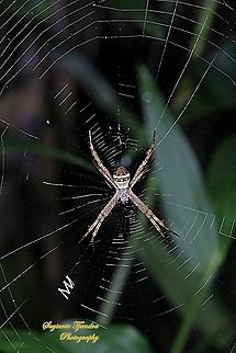The Multi-coloured Saint Andrew's Cross Spider, Argiope Versicolor, Araneidae  Argiope versicolor,Geotagged,Indonesia,Multi-coloured Saint Andrew's Cross Spider,Spring