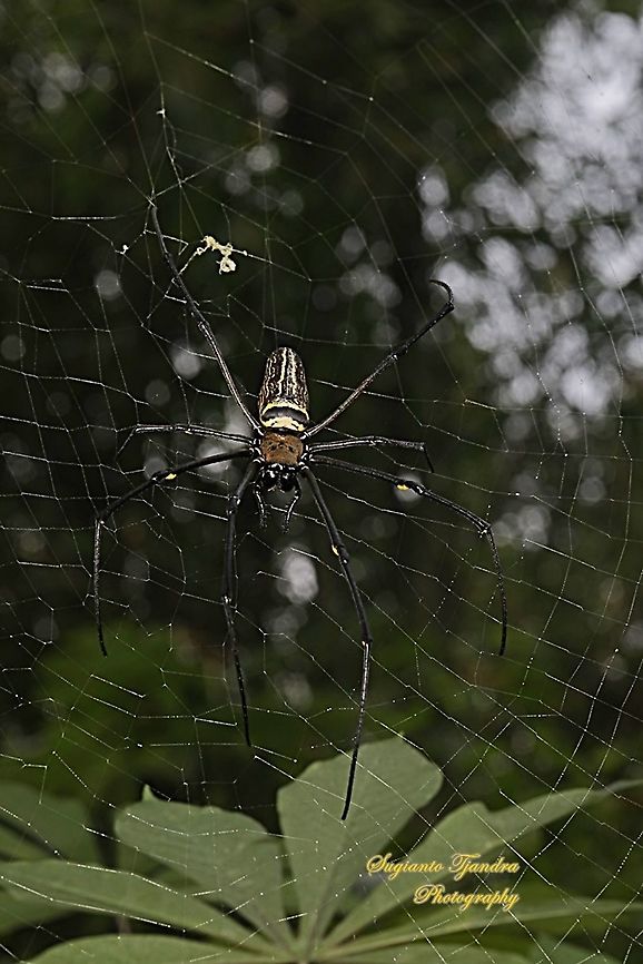 Golden orb-web spider, Nephila Pilipes  Geotagged,Giant Golden Orbweaver,Indonesia,Nephila pilipes,Spring