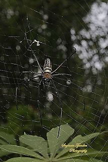 Golden orb-web spider, Nephila Pilipes  Geotagged,Giant Golden Orbweaver,Indonesia,Nephila pilipes,Spring