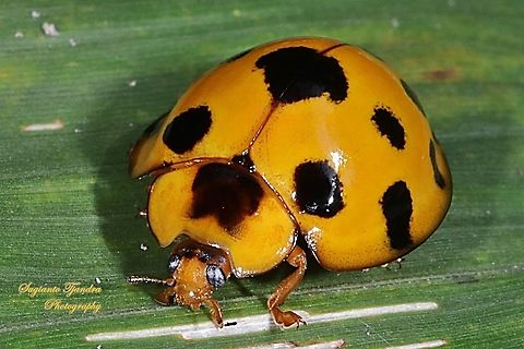 Lady Beetle, Synonycha grandis, Coccinellidae  Geotagged,Indonesia,Spring,Synonycha grandis