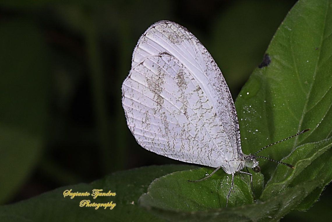 Leptosia nina chlorographa, the psyche  Geotagged,Indonesia,Leptosia nina,Psyche,Spring