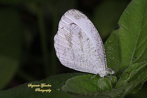 Leptosia nina chlorographa, the psyche  Geotagged,Indonesia,Leptosia nina,Psyche,Spring