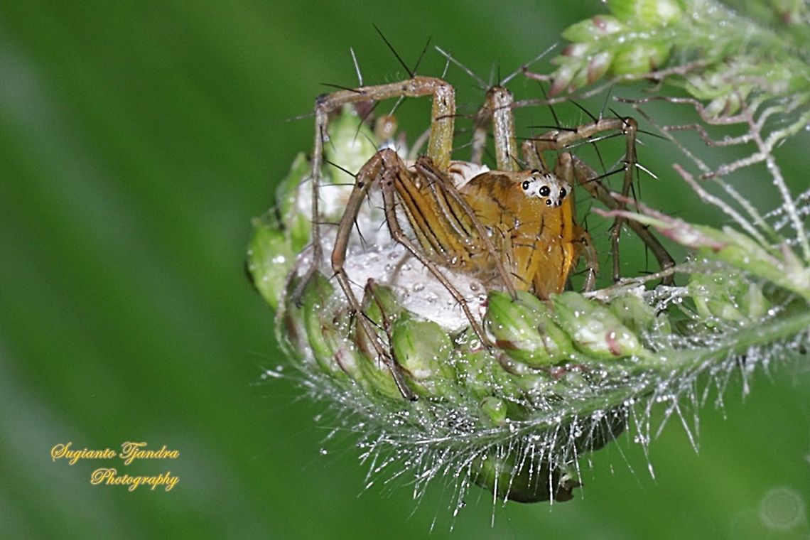 Lynx Spider, Oxyopidae sp. - female "lay eggs"  Geotagged,Indonesia,Spring