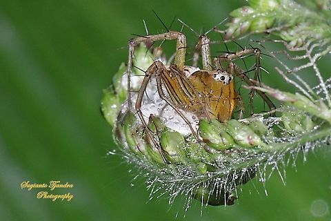 Lynx Spider, Oxyopidae sp. - female "lay eggs"  Geotagged,Indonesia,Spring