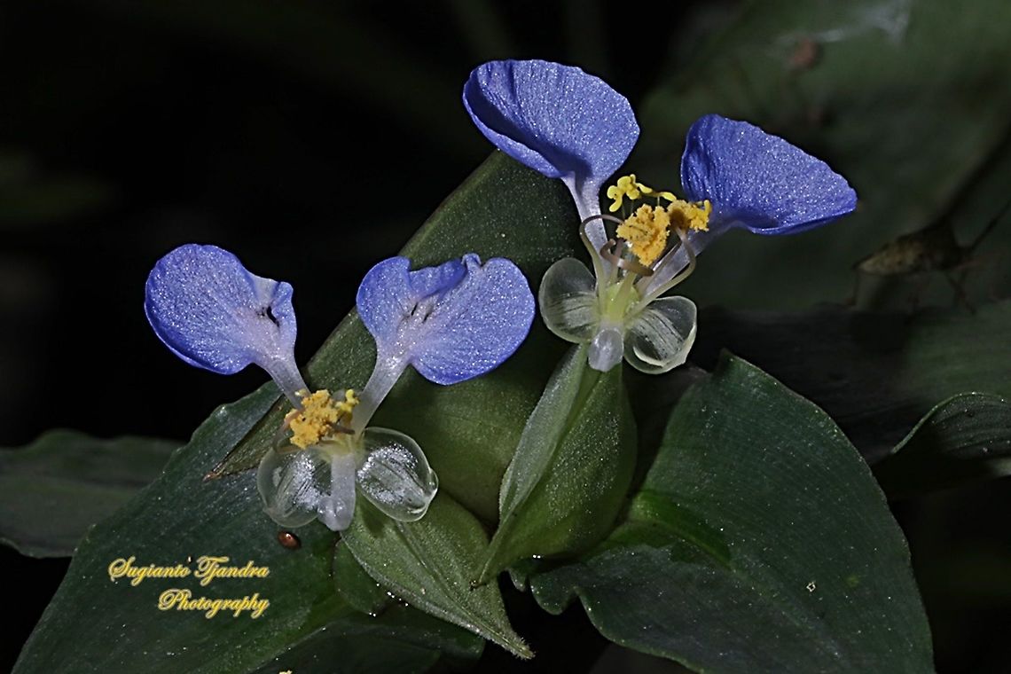 The Asiatic dayflower, Commelina communis  Asiatic dayflower,Commelina communis,Geotagged,Indonesia,Spring