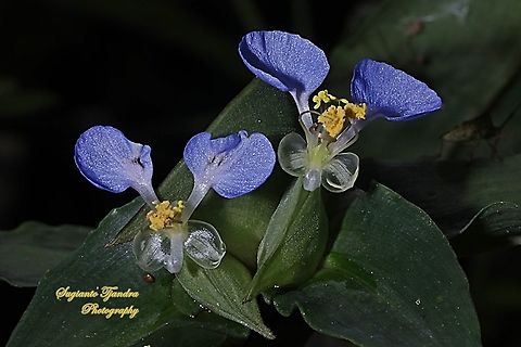 The Asiatic dayflower, Commelina communis  Asiatic dayflower,Commelina communis,Geotagged,Indonesia,Spring