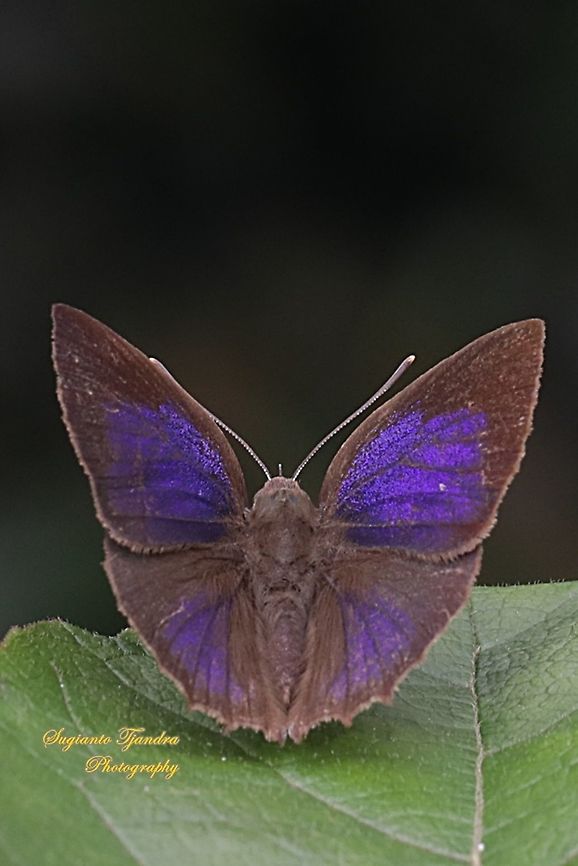 The acacia blue butterfly, Surendra vivarna vivarna - Male, upperside  Acacia blue,Geotagged,Indonesia,Spring,Surendra vivarna