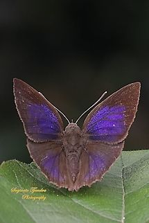The acacia blue butterfly, Surendra vivarna vivarna - Male, upperside  Acacia blue,Geotagged,Indonesia,Spring,Surendra vivarna