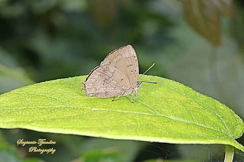 The acacia blue butterfly, Surendra vivarna vivarna - Male, lowerside  Acacia blue,Geotagged,Indonesia,Spring,Surendra vivarna