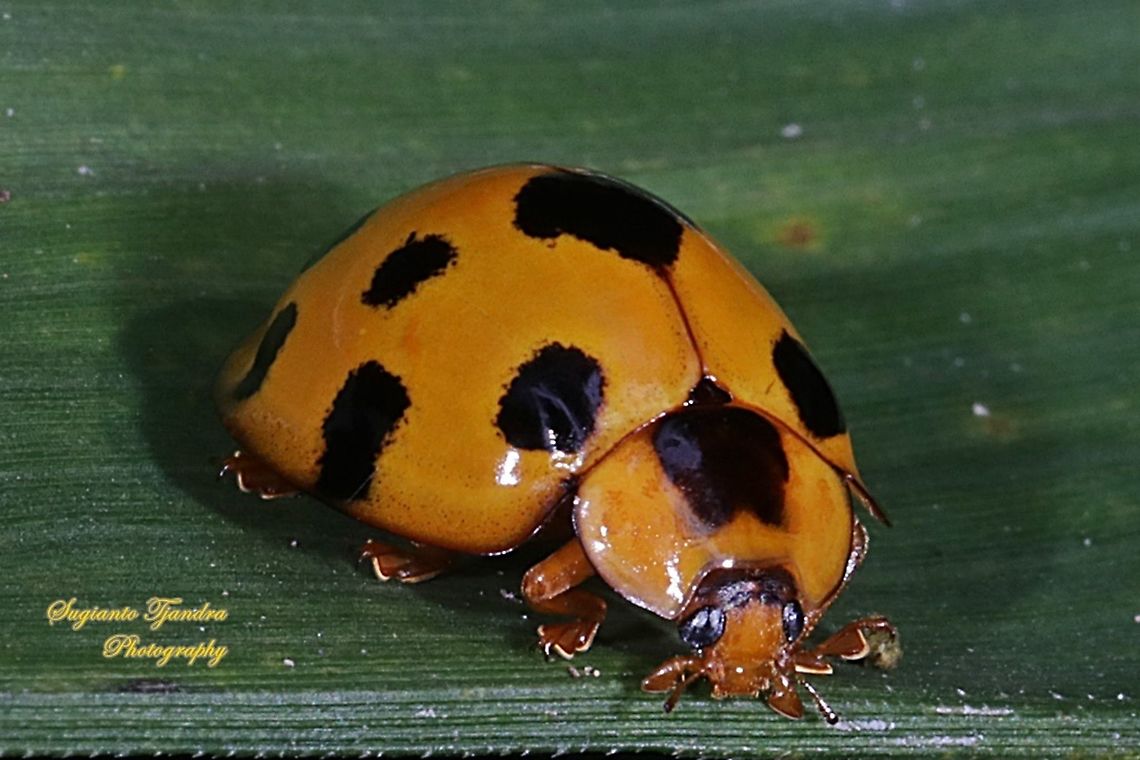 Lady Beetle, Synonycha grandis, Coccinellidae  Geotagged,Indonesia,Spring,Synonycha grandis