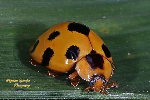 Lady Beetle, Synonycha grandis, Coccinellidae  Geotagged,Indonesia,Spring,Synonycha grandis