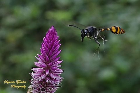 Tiger potter wasp, Phimenes flavopictus blanchard, Vespidae flying onto the Spiked Cockscomb flower, Celosia spicata, Amaranthaceae  Geotagged,Indonesia,Phimenes flavopictus,Spring