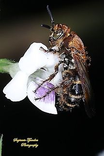 Halictid Bee, Halictidae  Geotagged,Indonesia,Spring