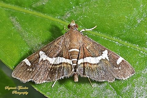 Hawaiian Beet Webworm Moth, Spoladea recurvalis  Geotagged,Hawaiian Beet Webworm,Indonesia,Spoladea recurvalis,Spring