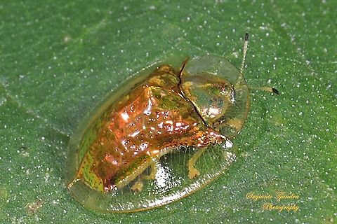 Golden tortoise beetle, Chrysomelidae  Cassidinae,Geotagged,Indonesia,Spring