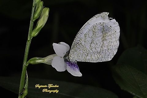Leptosia nina chlorographa, the psyche sucking nectar on the Chinese Violet Weed flower, Asystasia gangetica  Leptosia nina,Psyche