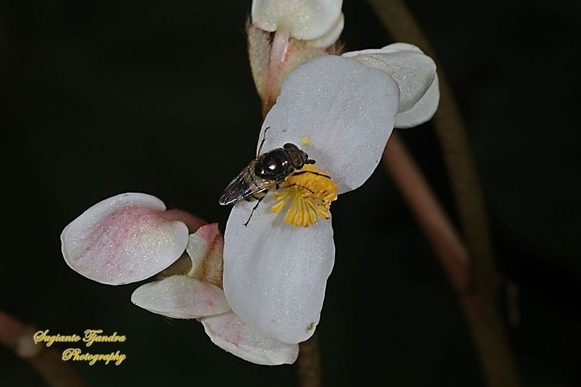 Hover fly sucking nectar on the Begonia Grandis 'Heron's Pirouette', Begoniaceae  Geotagged,Indonesia,Spring
