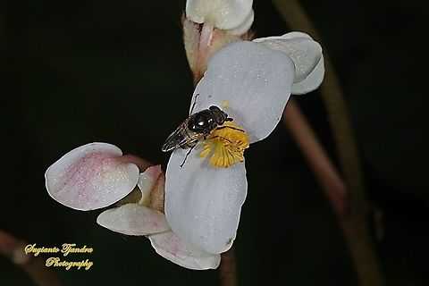 Hover fly sucking nectar on the Begonia Grandis 'Heron's Pirouette', Begoniaceae  Geotagged,Indonesia,Spring