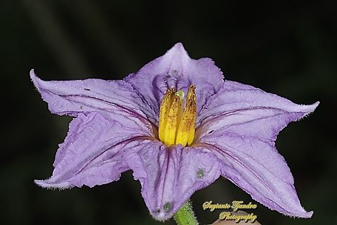 Eggplant flower, Solanum melongena  Eggplant,Geotagged,Indonesia,Solanum melongena,Spring