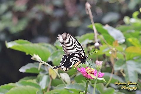 Great Mormon Swallowtail Butterfly, Papilio memnon, (Papilionidae) sucking nectar on the Zinnia flower  Geotagged,Great Mormon,Indonesia,Papilio memnon,Summer