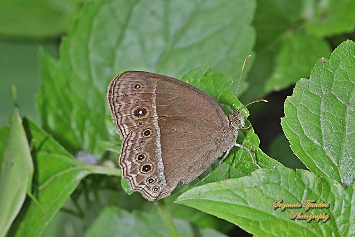 Long Brand Bush Brown Butterfly (Mycalesis visala phamis)  Geotagged,Indonesia,Long-brand bushbrown,Mycalesis visala,Summer