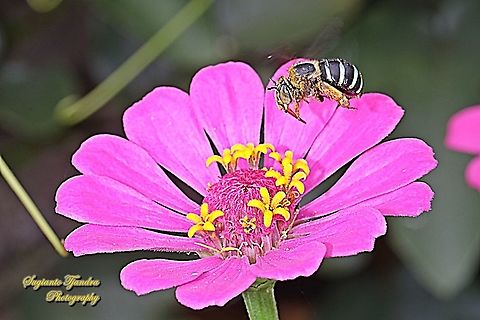 Blue Banded Bee, Amegilla Zonata, Amegilla Sp - "hovering on the Zinnia flower"  Amegilla zonata,Geotagged,Indonesia,Summer