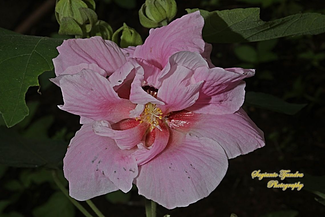 Pink Confederate Rose Flower, Hibiscus Mutabilis  Confederate rose,Geotagged,Hibiscus mutabilis,Indonesia,Summer