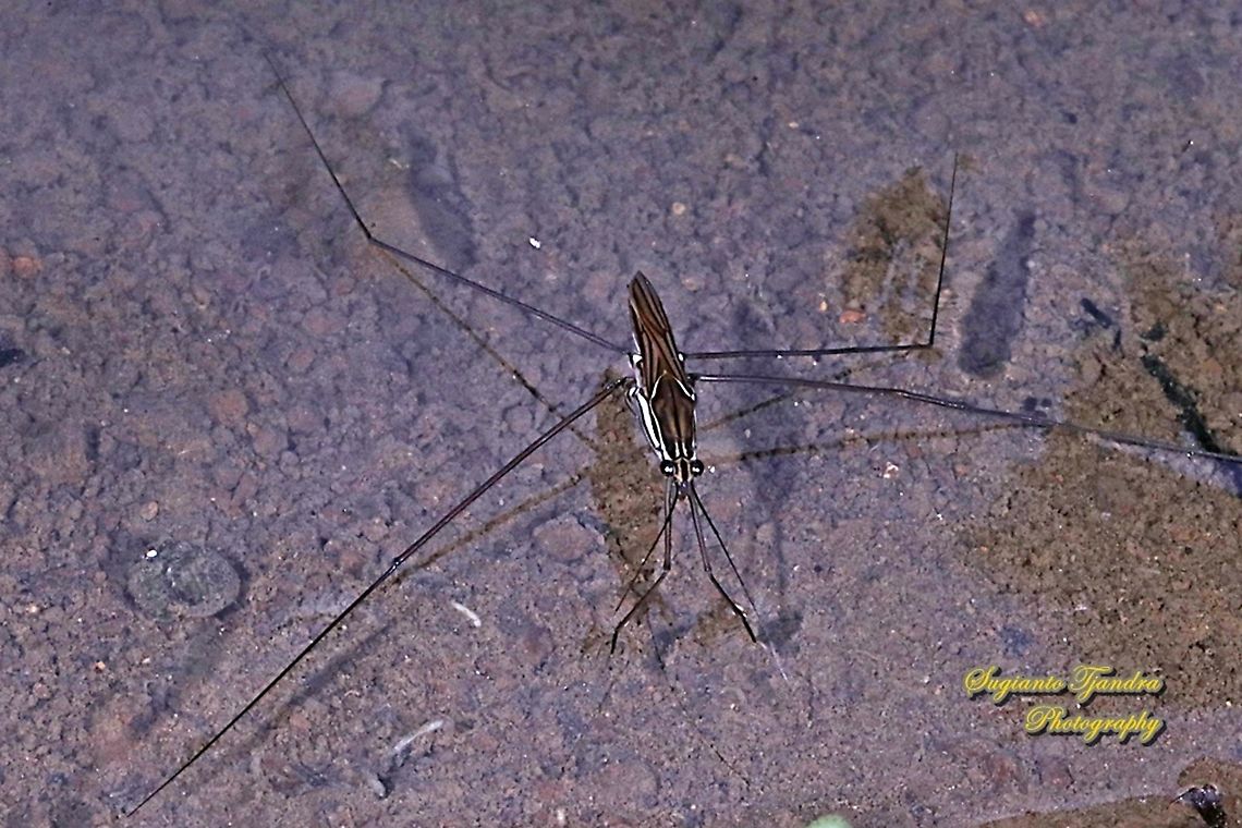 Water Strider, Gerridae  Geotagged,Indonesia,Summer