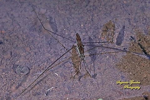 Water Strider, Gerridae  Geotagged,Indonesia,Summer
