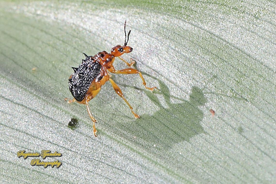 Spiny Giraffe Weevil (Cycnotrachelus sp), Hoplapoderus hystrix  Geotagged,Hoplapoderus hystrix,Indonesia,Summer