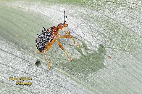 Spiny Giraffe Weevil (Cycnotrachelus sp), Hoplapoderus hystrix  Geotagged,Hoplapoderus hystrix,Indonesia,Summer