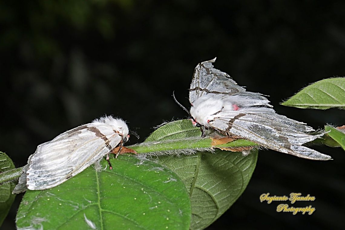 A pair of Tussock Moths, Lymantria sapaensis, Lymantriinae  Geotagged,Indonesia,Lymantria sapaensis,Summer