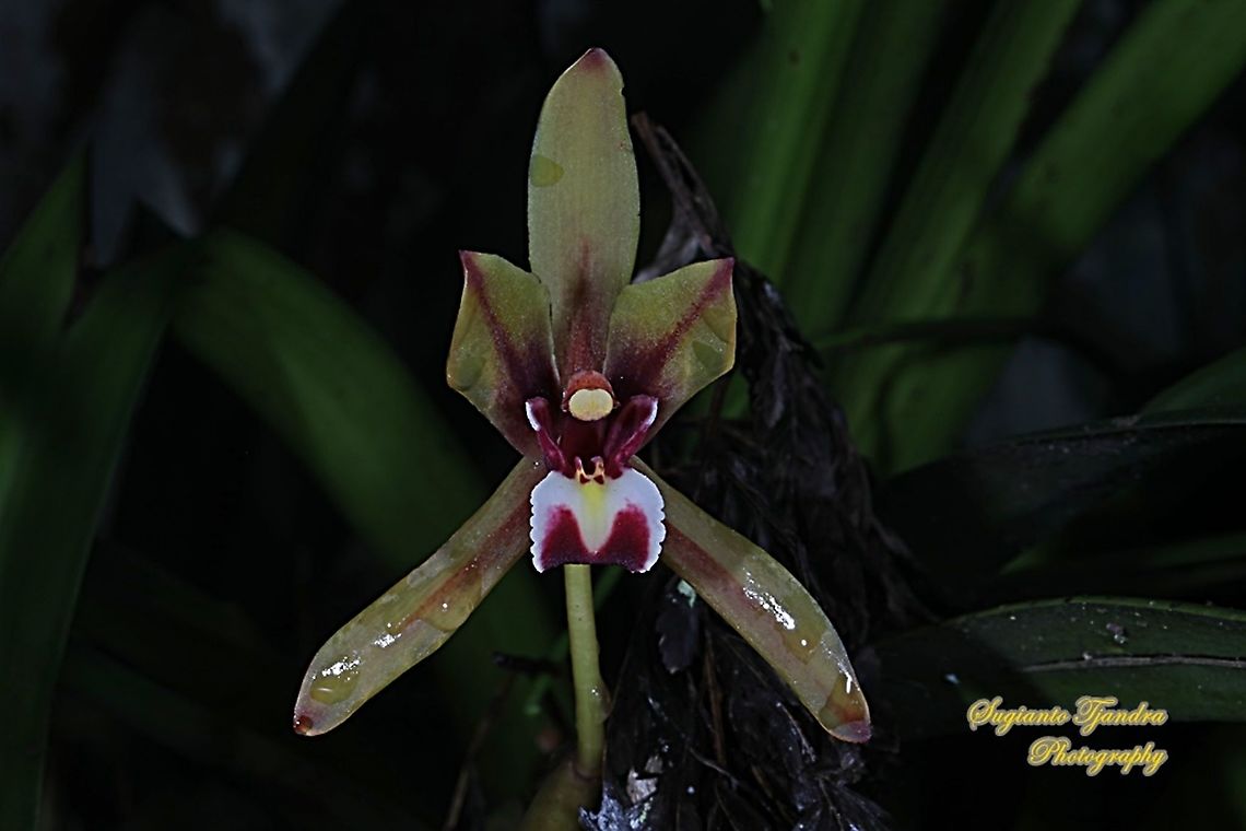 Anggrek Pandan/ Pandan Orchid, Cymbidium finlaysonianum  Cymbidium finlaysonianum,Geotagged,Indonesia,Spring