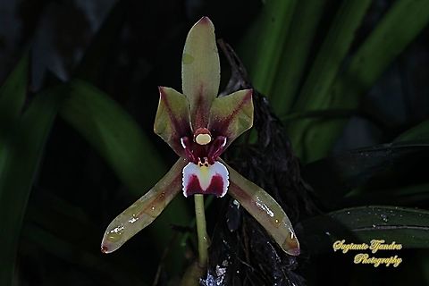 Anggrek Pandan/ Pandan Orchid, Cymbidium finlaysonianum  Cymbidium finlaysonianum,Geotagged,Indonesia,Spring