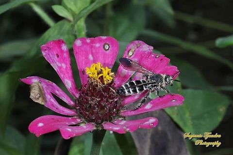 Halictid Bee, Halictidae standing on the Zinnia flower  Geotagged,Indonesia,Spring