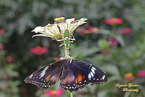 A flower mantis, Creobroter Sp enjoying big meals ( a Great eggfly, Hypolimnas bolina bolina - female)  Geotagged,Indonesia,Spring