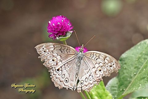 Grey Pansy butterfly, Junonia atlites sucking nectar on the Globe amaranth flower, Gomphrena Globosa, family Amaranthaceae  Geotagged,Gray pansy,Indonesia,Junonia atlites,Spring