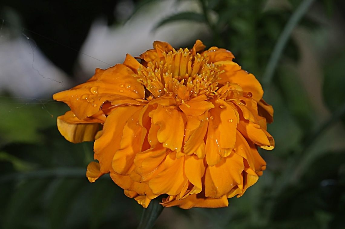 Orange Mexican marigold, Tagetes erecta  Geotagged,Indonesia,Mexican marigold,Spring,Tagetes erecta