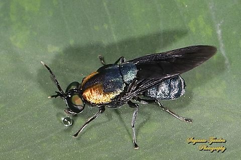 Soldier fly, Ptilocera quadridentata (Stratiomyidae)  Geotagged,Indonesia,Ptilocera quadridentata,Spring