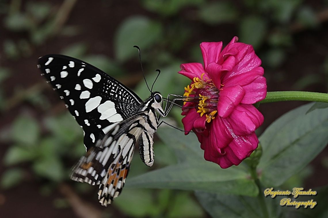 Common Lime butterfly (Papilio demoleus) "sucking nectar on the Zinnia flower"  Geotagged,Indonesia,Lime Swallowtail,Papilio demoleus,Spring