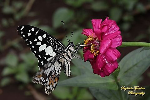 Common Lime butterfly (Papilio demoleus) "sucking nectar on the Zinnia flower"  Geotagged,Indonesia,Lime Swallowtail,Papilio demoleus,Spring