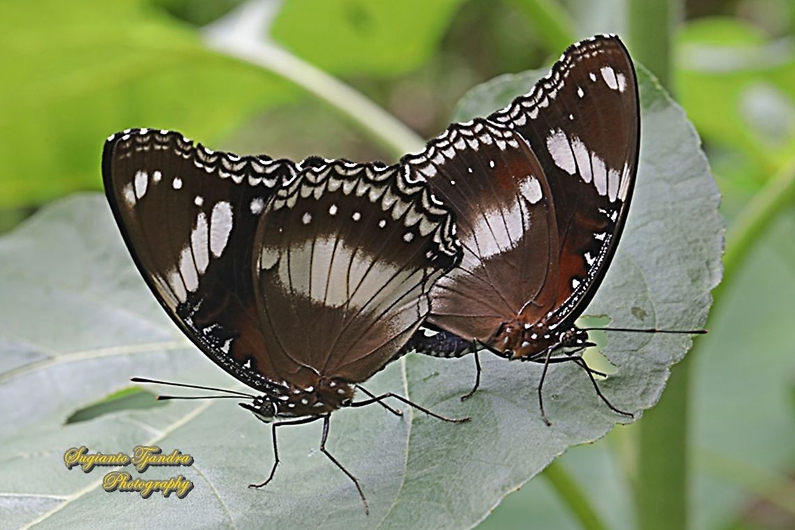 Great eggfly, Hypolimnas bolina bolina - "mating"  Geotagged,Great eggfly,Hypolimnas bolina,Indonesia,Spring