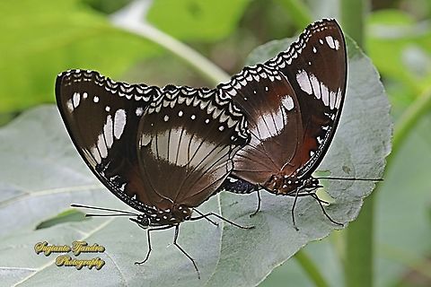 Great eggfly, Hypolimnas bolina bolina - "mating"  Geotagged,Great eggfly,Hypolimnas bolina,Indonesia,Spring